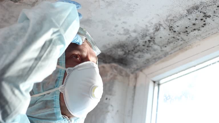 Environmental Consulting for Mold Prevention in Allison, IA